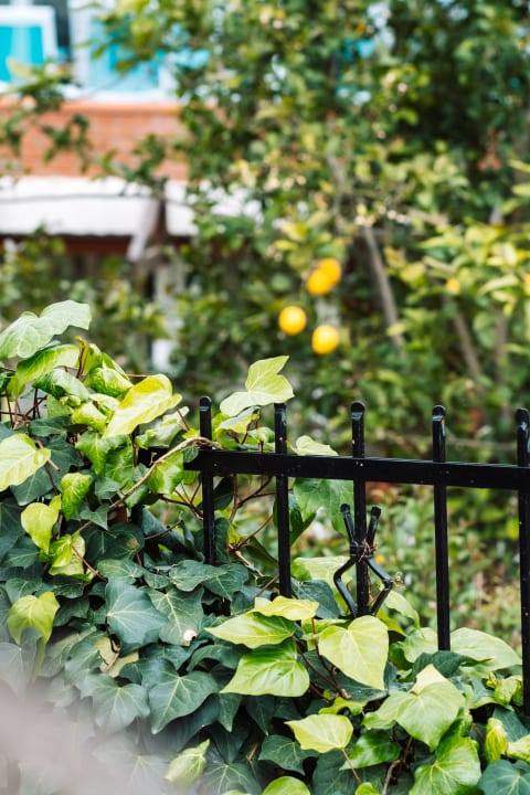 Gartenanlage Beso Beach Hotel