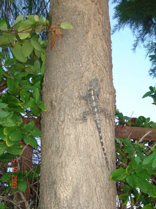 Варан Holiday Park Resort