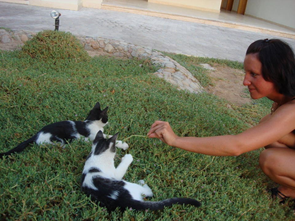 Junge Katzen Pickalbatros Dana Beach Resort - Hurghada