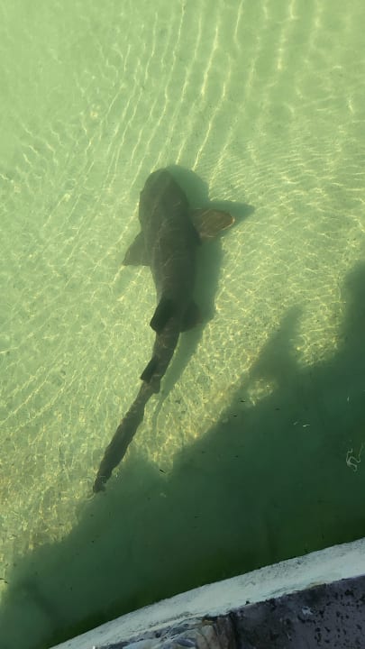 Gartenanlage Melia Las Antillas - Adults only