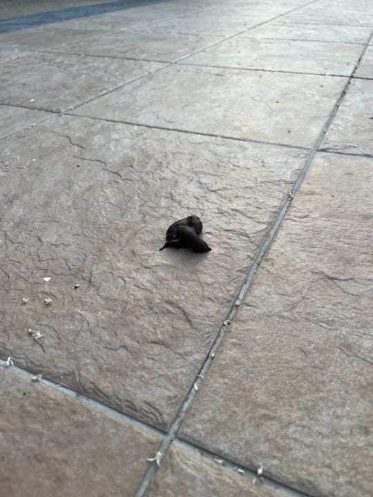 Pool Seaden Sea World Resort & Spa