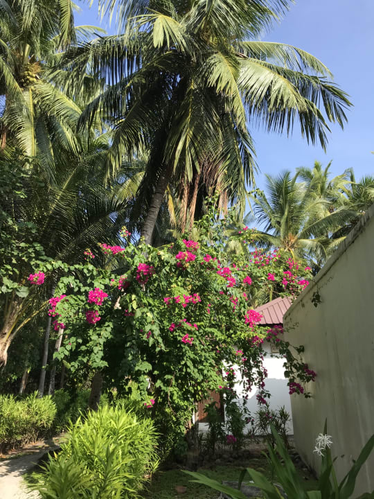 Gartenanlage Filitheyo Island Resort