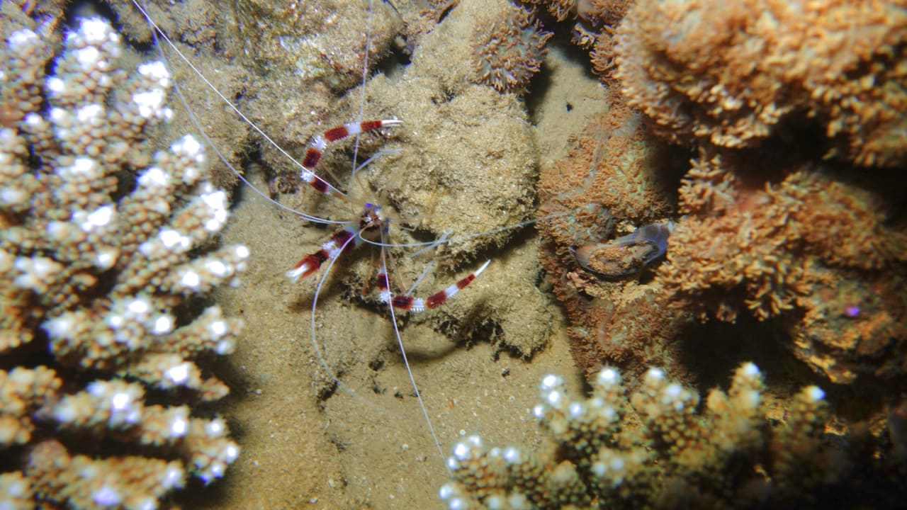 Sport & Freizeit Three Corners Equinox Beach Resort