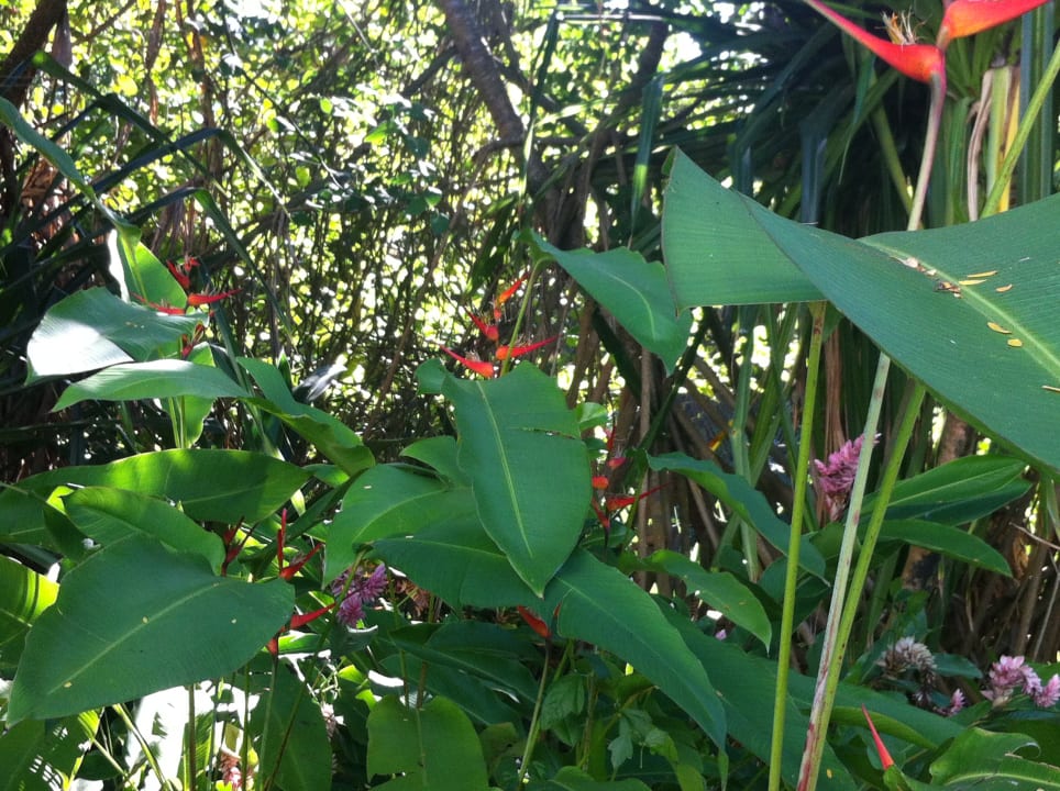 Gartenanlage Sunscape Puerto Plata