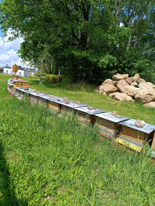 Gartenanlage Spirit & SPA Hotel Birkenhof am Elfenhain