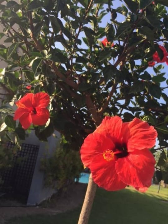 Blumen Astir Odysseus Kos Resort & Spa