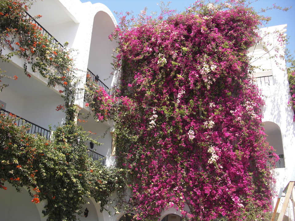 Schöne Bepfanzung Hotel Nesrine