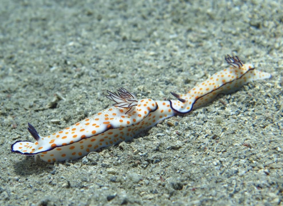 Sport & Freizeit Shams Alam Beach Resort