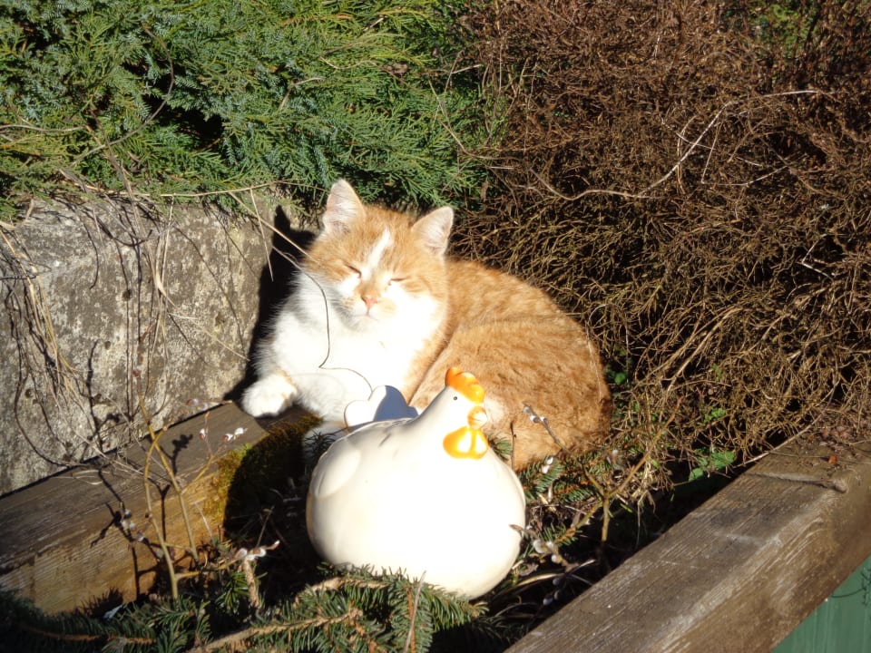 Sonstiges Wagnerhof - Urlaub am Bauernhof