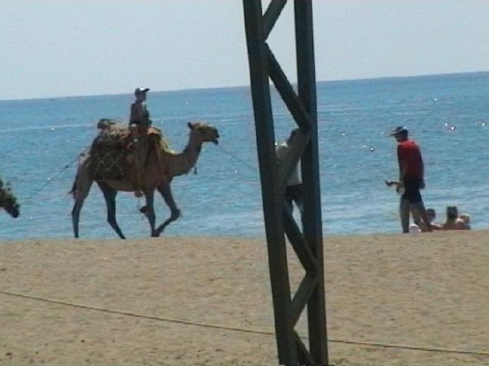 Kamelreiten am Strand für 5,- Euro Belek Beach Resort Hotel
