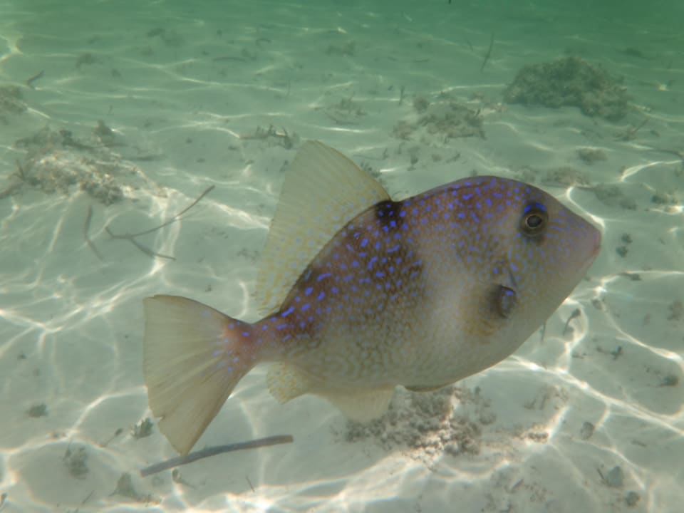 Klares Wasser mit vielen Fischen Catalonia Punta Cana - All Inclusive