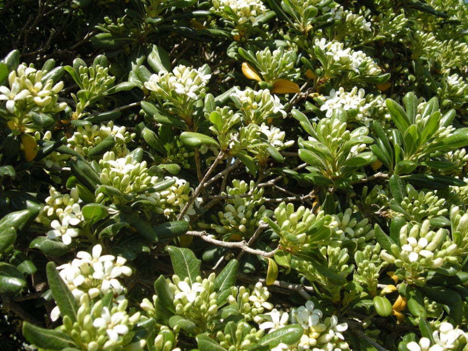 Jasmin Comino Hotel & Bungalows