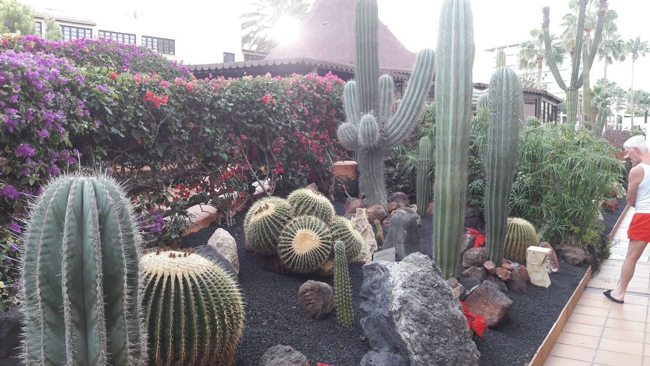 Weg zum Pool IFA Altamarena by Lopesan Hotels