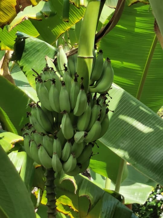 Gartenanlage Zuri Zanzibar Hotel & Resort