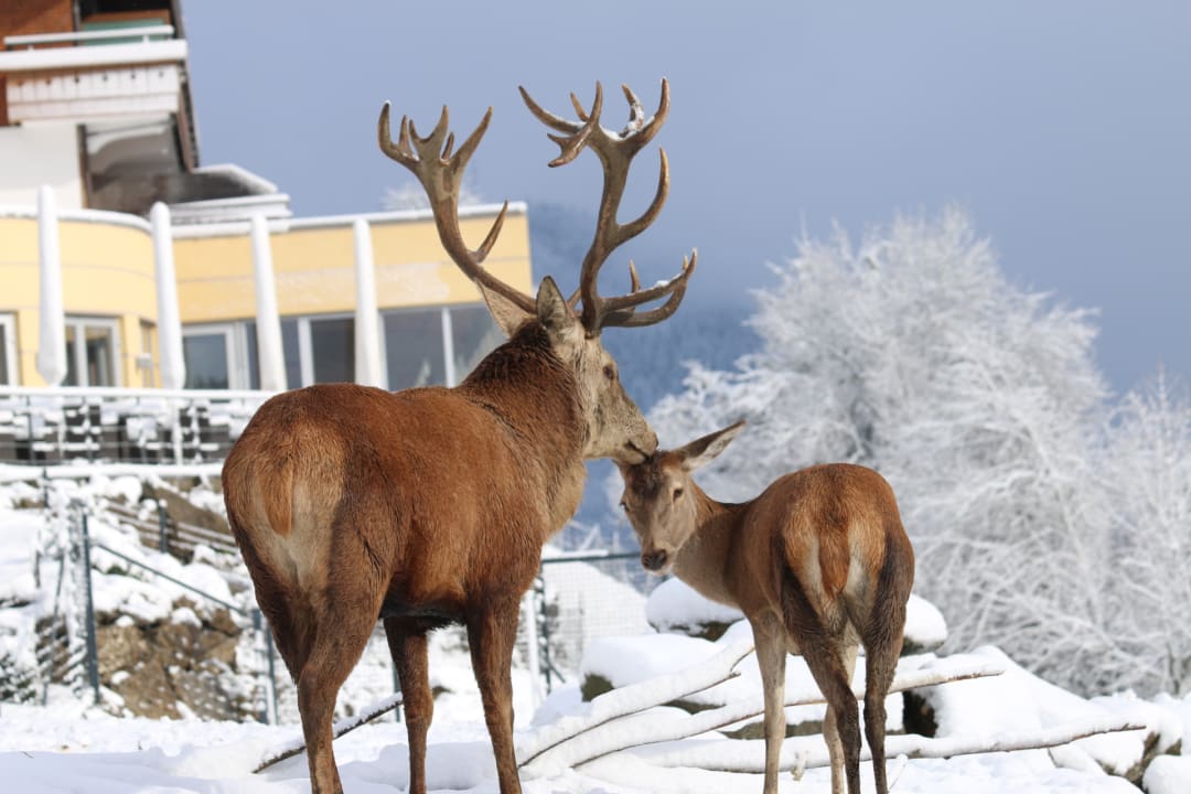 Tierpark Bergkristall - Mein Resort im Allgäu