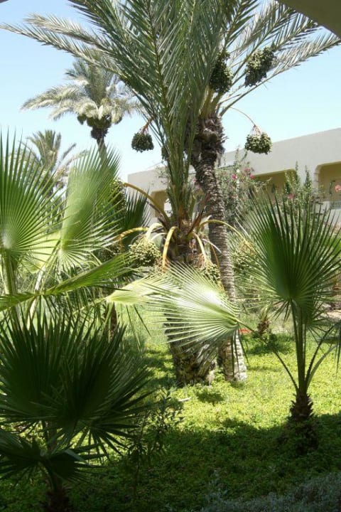 Schöne Außenanlage The Ksar Djerba Charming Hotel & SPA