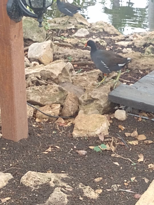 Gartenanlage Sunscape Dominicus La Romana