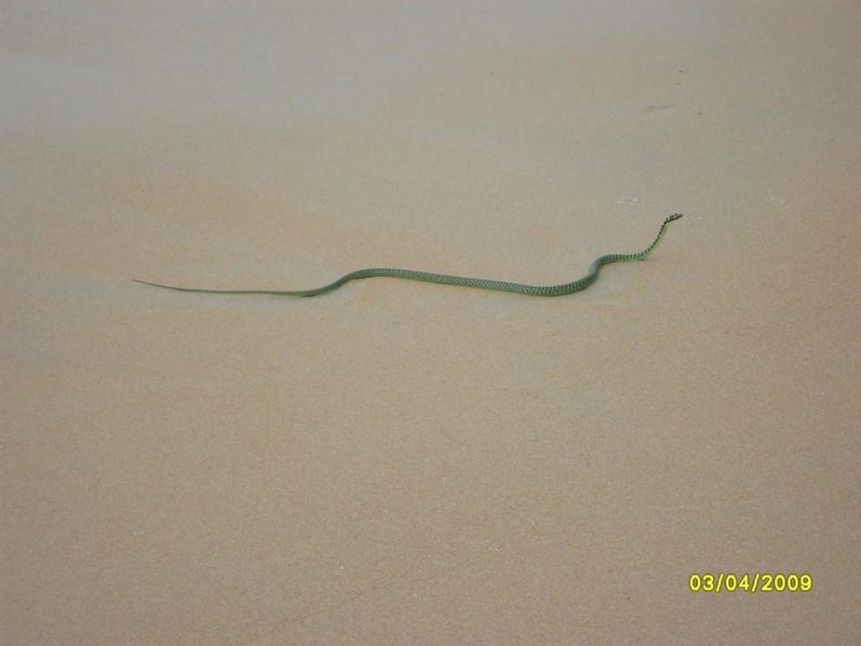 Seeschlange am Strand The Briza Beach Resort Khaolak