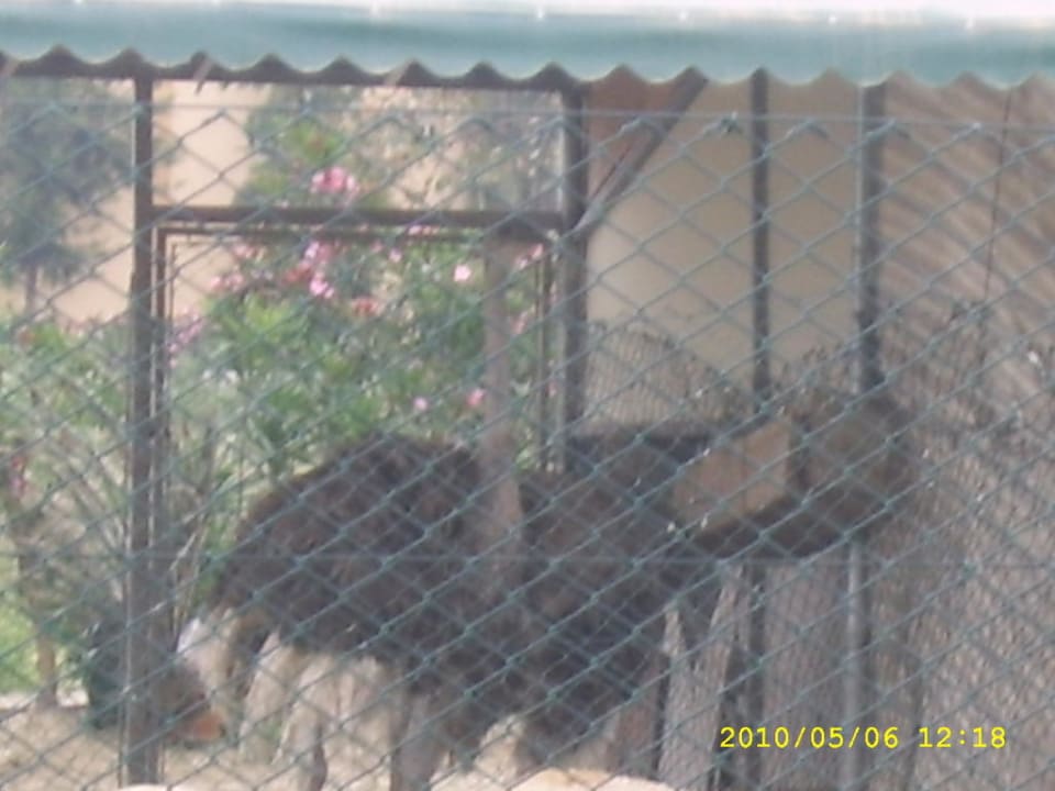 Tierpark Belek Beach Resort Hotel