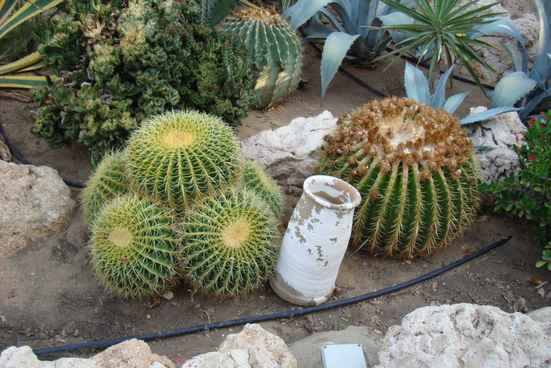 Botanical Garden Makadi Palace