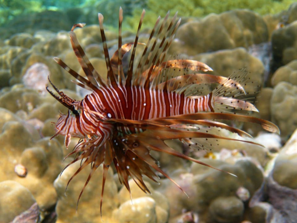 Schnorcheln im Grand Makadi Grand Makadi