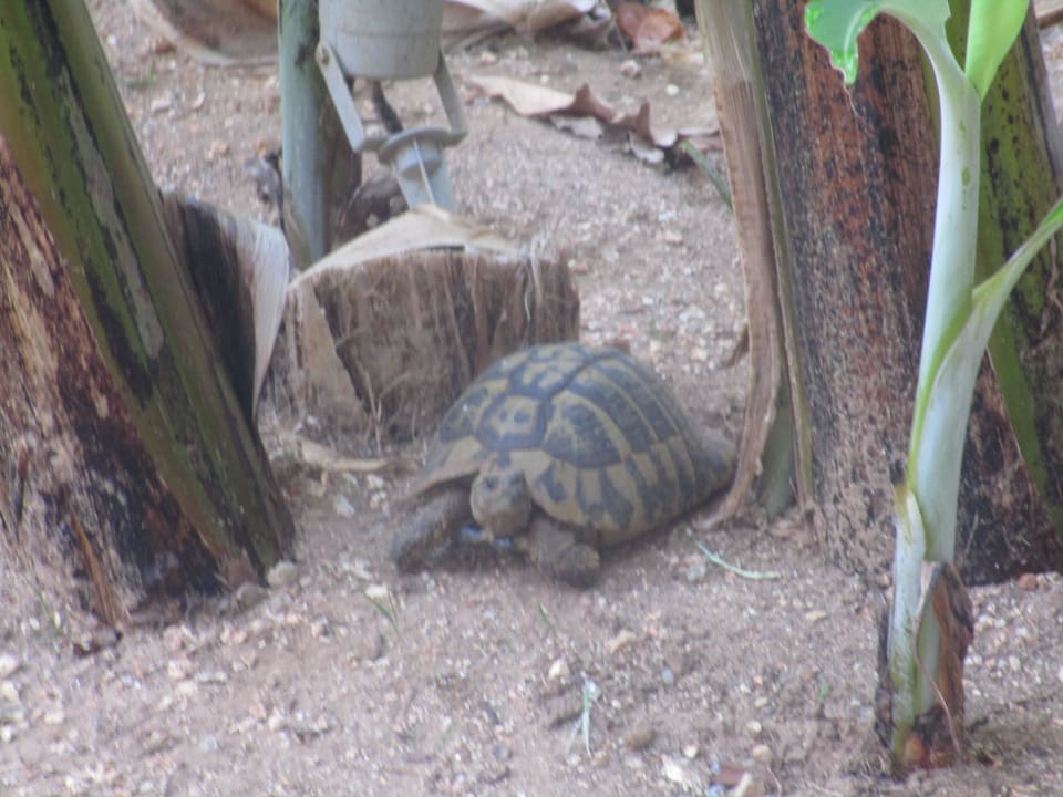 Griechische Landschildkröten Acharavi Beach Hotel