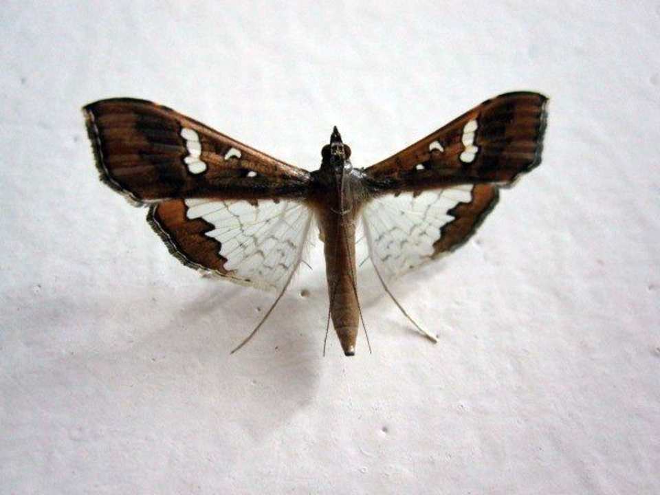 Flurbewohner Mountain Top Hotel