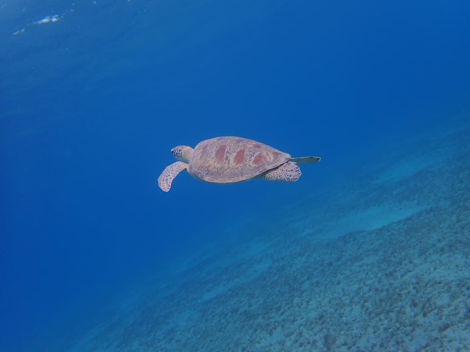 Sport & Freizeit Malikia Resort Abu Dabbab