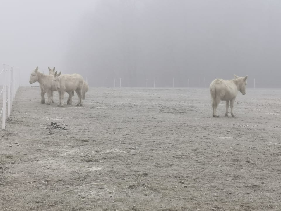 Sport & Freizeit Hotel Reiters Supreme