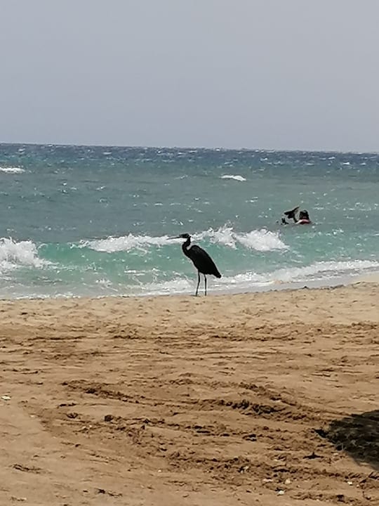 Strand Shams Alam Beach Resort