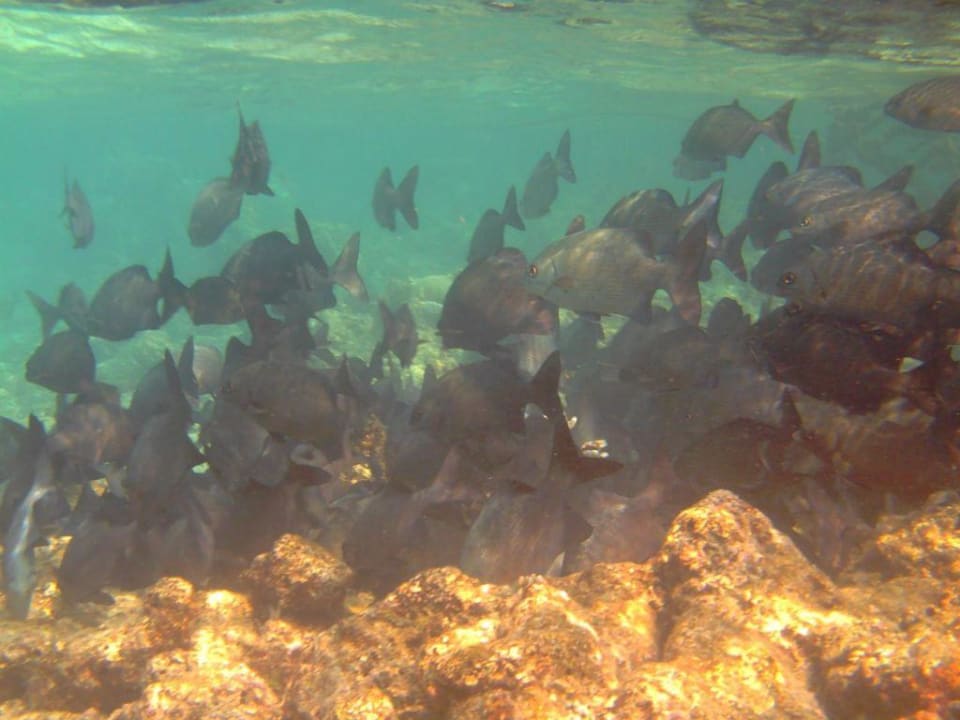 Goldring-Borstenzahndoktor Summer Island Maldives