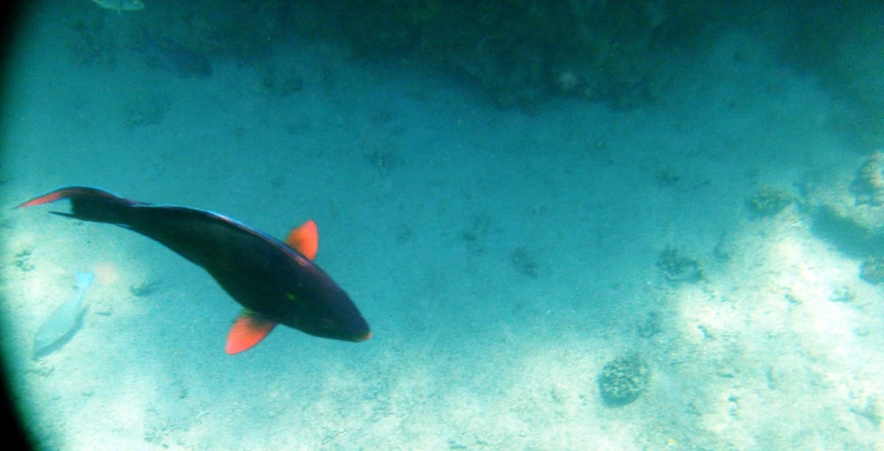 Colored fish Parrotel Beach Resort