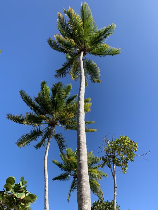Gartenanlage Grand Paradise Playa Dorada