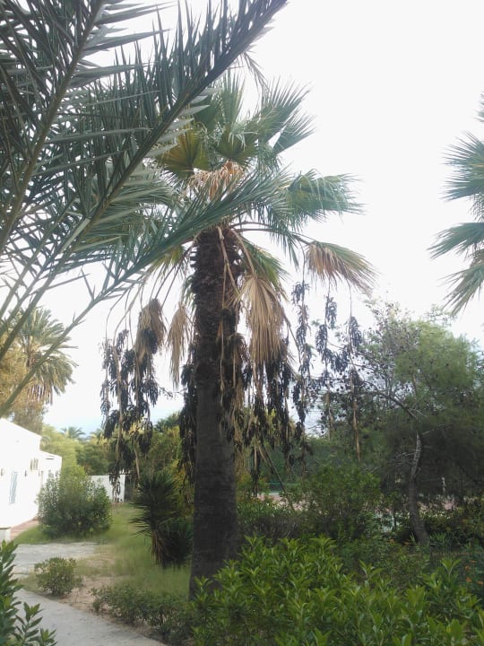 Pfefferpalme Marhaba Royal Salem