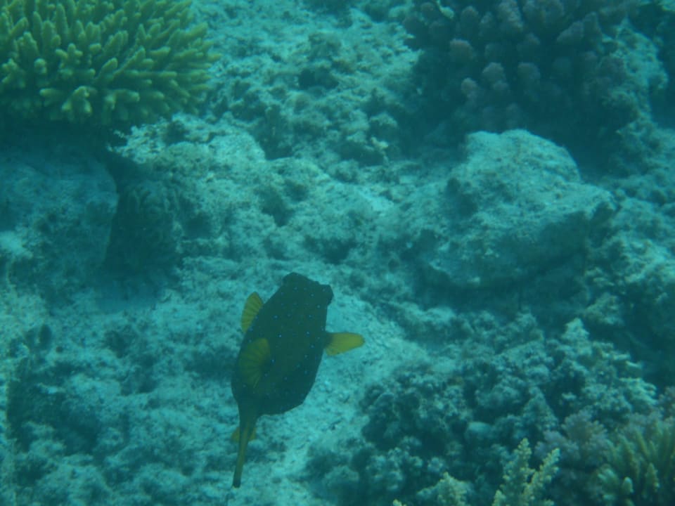 Kofferfisch Arabia Azur Resort