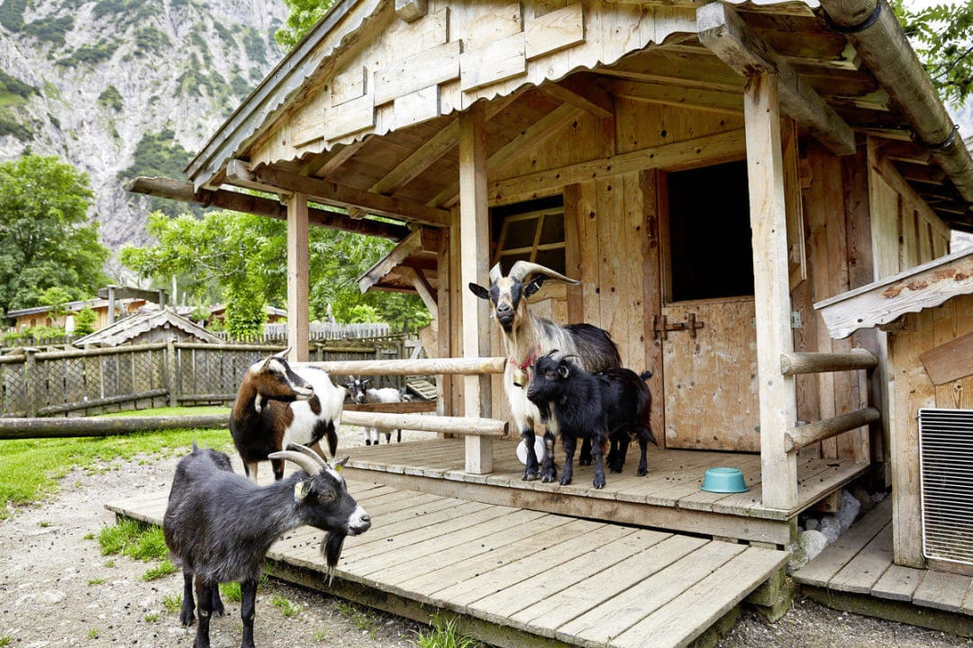 Streichelzoo Gramai Alm alpengenuss & natur spa