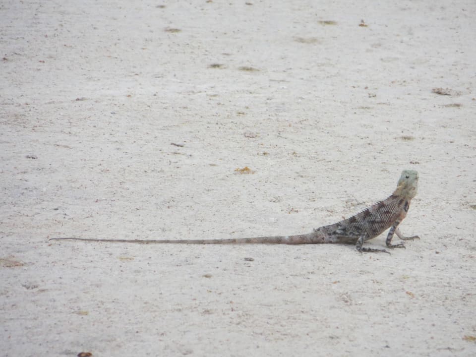 Friedliche Eidechsen überall in der Anlage Adaaran Select Hudhuran Fushi - Premium All Inclusive