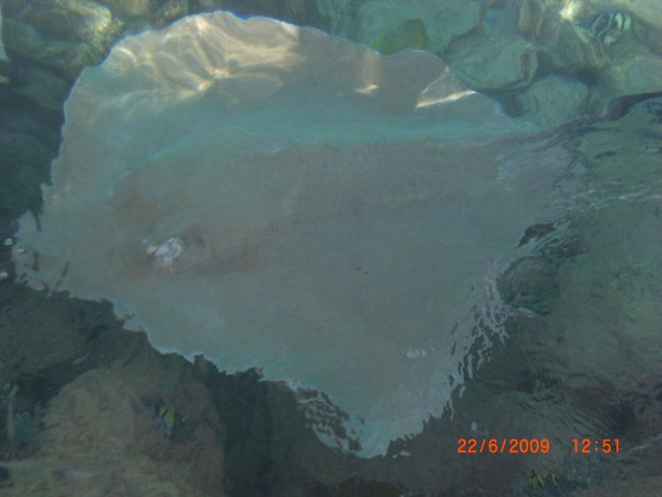 Beiger Rochen Summer Island Maldives