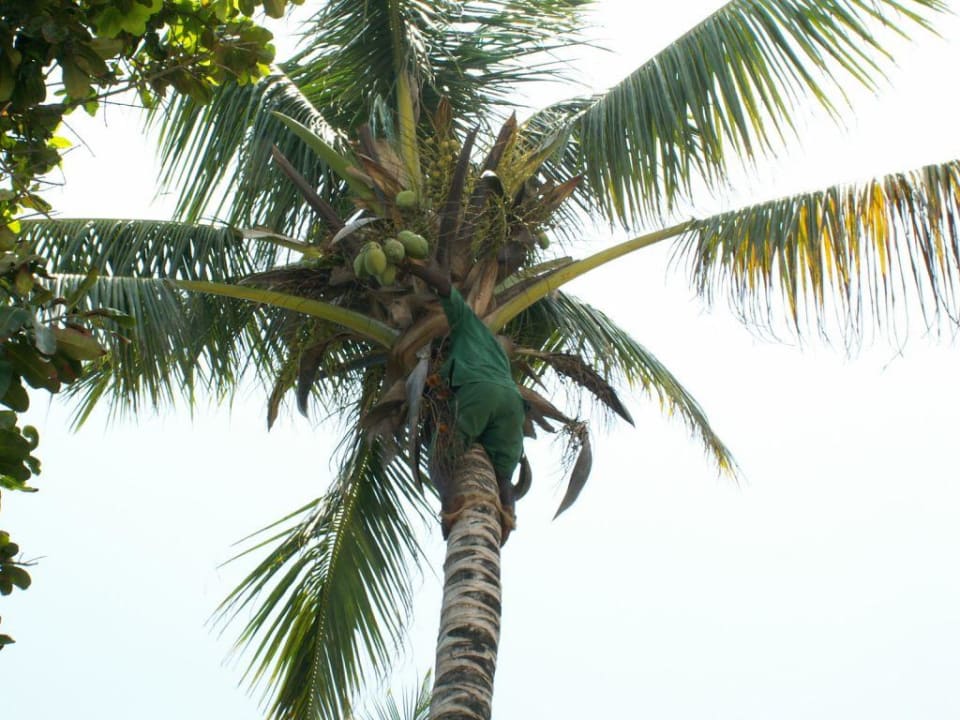 Kokosnüsse für die Gäste Neptune Paradise Beach Resort & Spa