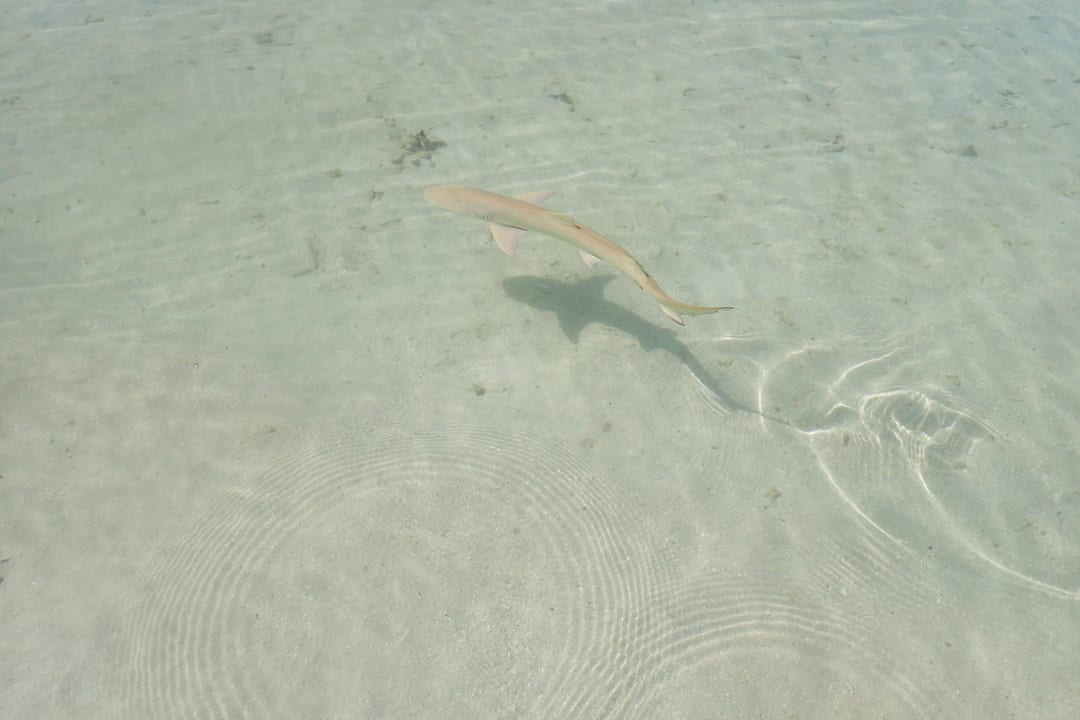 Kleiner Hai direkt am Strand Adaaran Select Meedhupparu Island Resort - Premium All Inclusive