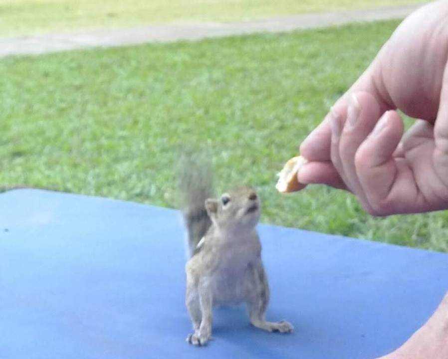 "StreifI" am Pool. Auflagen werden gebracht Club Palm Bay