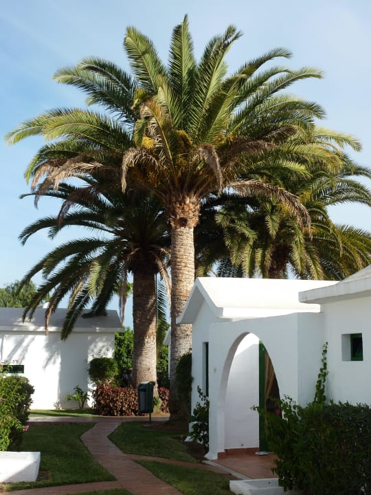 Palme Canary Garden Club