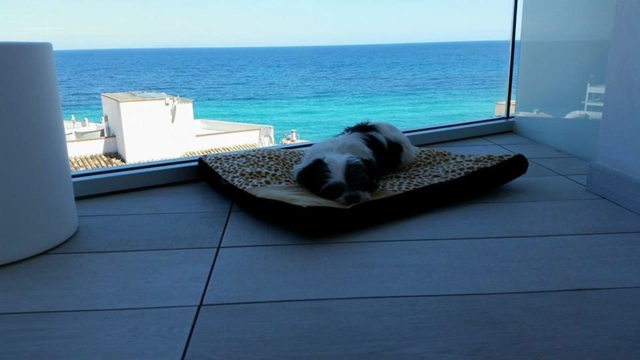 Auch Hunde können genießen Son Moll Sentits Hotel & Spa