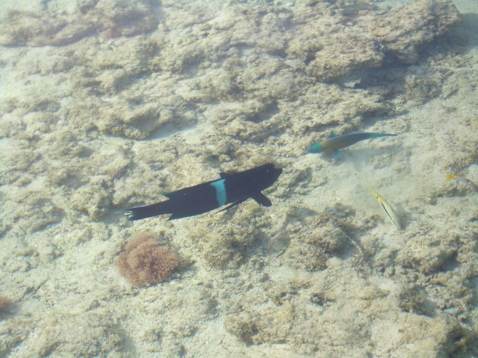 Bunte Fische TUI MAGIC LIFE Kalawy