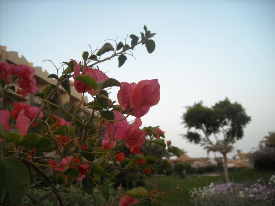 Kwiaty Amwaj Beach Club Abu Soma Resort