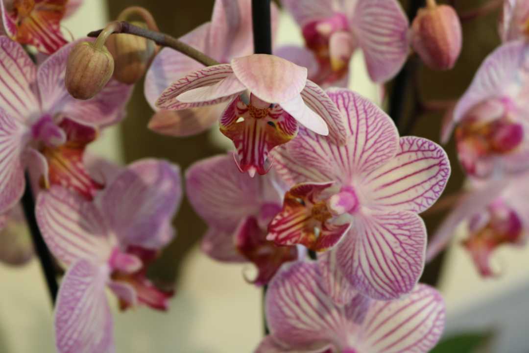 Gartenanlage The Salutation Hotel, Restaurant and Gardens