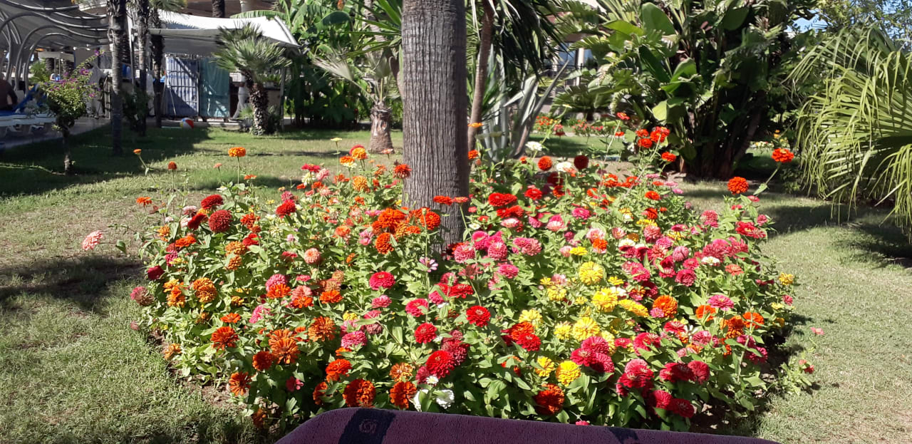 Gartenanlage TUI BLUE Palm Garden