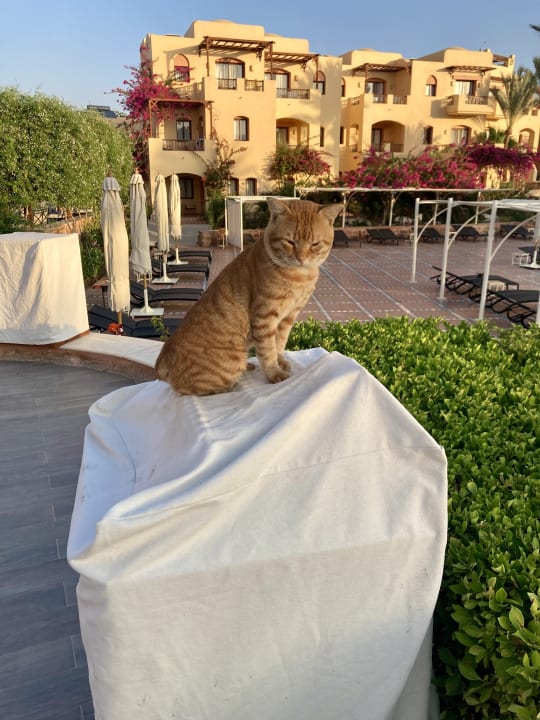 Gartenanlage Steigenberger Coraya Beach - Adults only