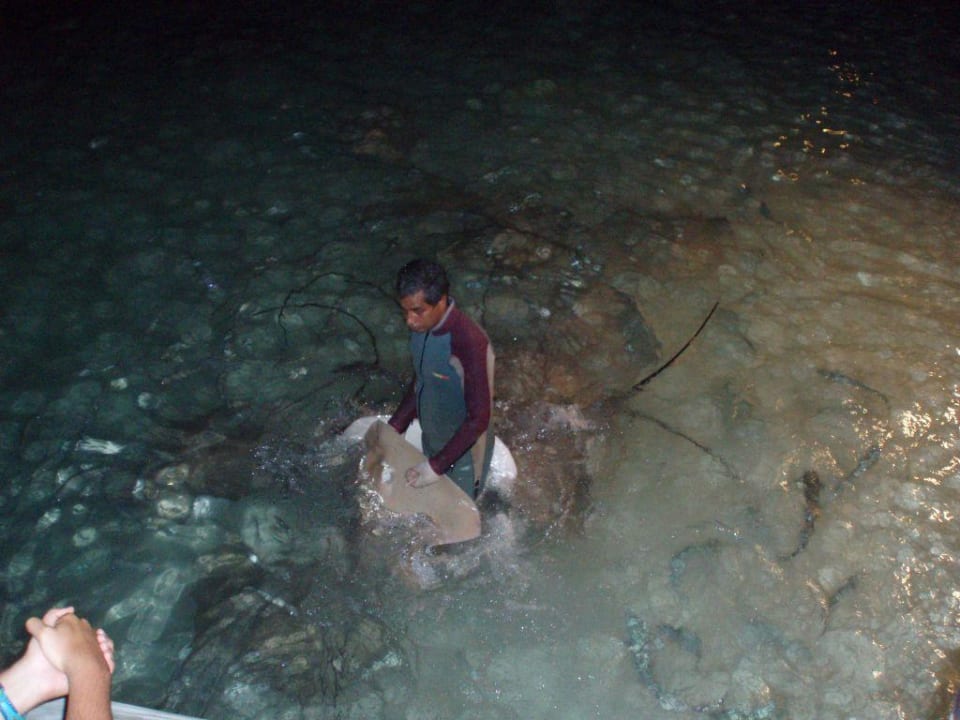 Rochenfütterung Kuramathi Maldives