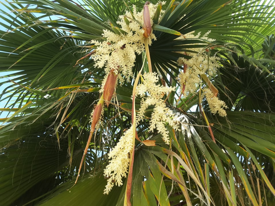 Gartenanlage Lion-Suites Kalyves